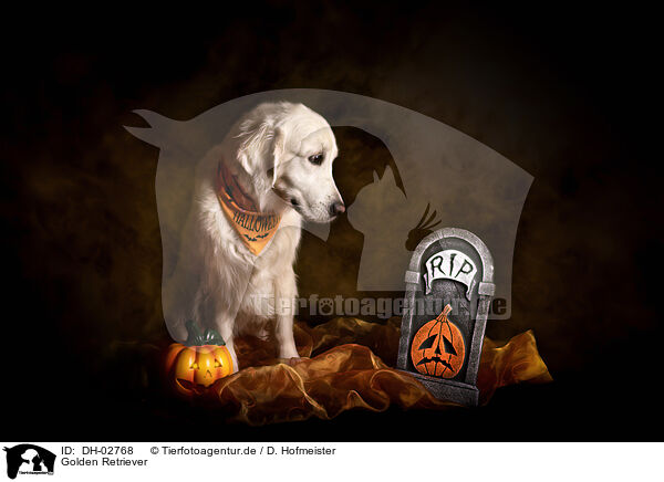 Golden Retriever / DH-02768