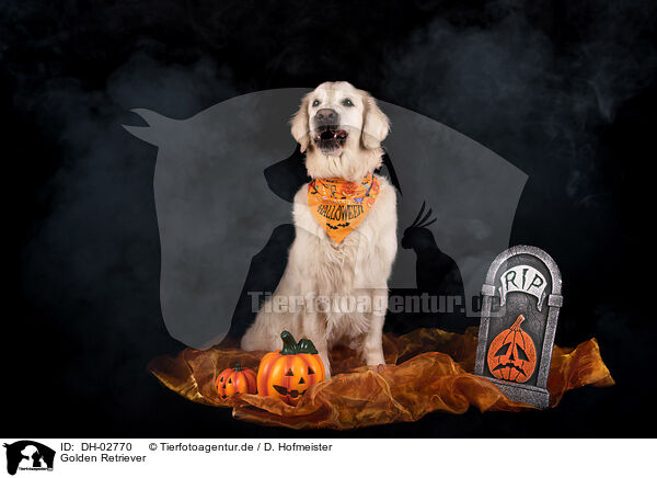 Golden Retriever / DH-02770