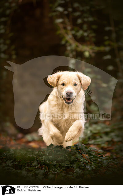 Golden Retriever / Golden Retriever / JEB-02278