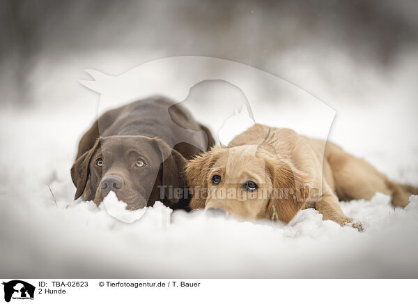 2 Hunde / TBA-02623