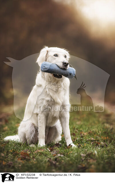 Golden Retriever / Golden Retriever / KFI-02238