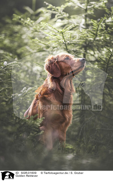 Golden Retriever / Golden Retriever / SGR-01609