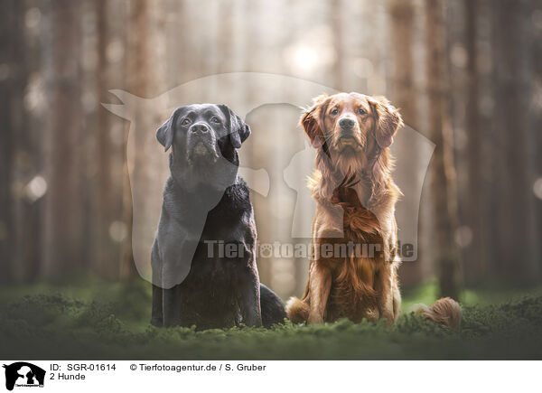 2 Hunde / SGR-01614