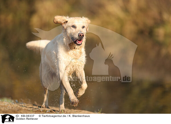 Golden Retriever / Golden Retriever / KB-08337