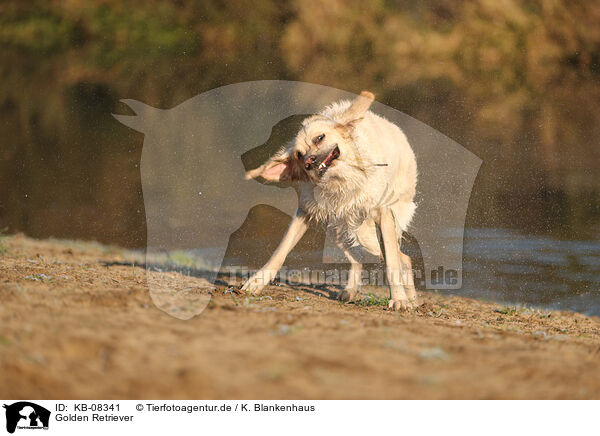 Golden Retriever / Golden Retriever / KB-08341