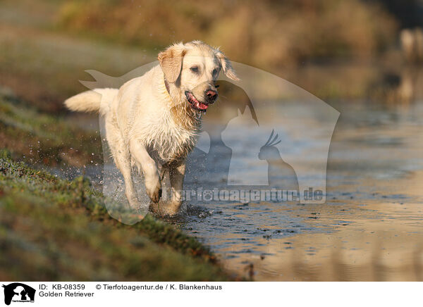 Golden Retriever / Golden Retriever / KB-08359