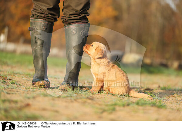 Golden Retriever Welpe / Golden Retriever Puppy / KB-08638