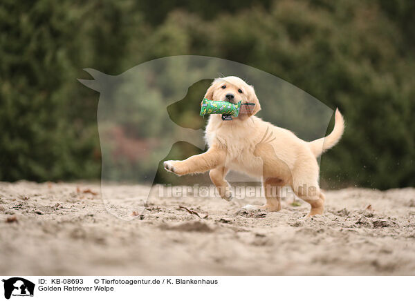 Golden Retriever Welpe / Golden Retriever Puppy / KB-08693