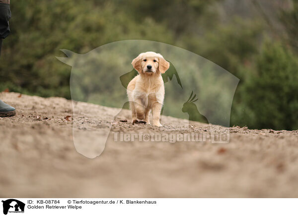 Golden Retriever Welpe / Golden Retriever Puppy / KB-08784