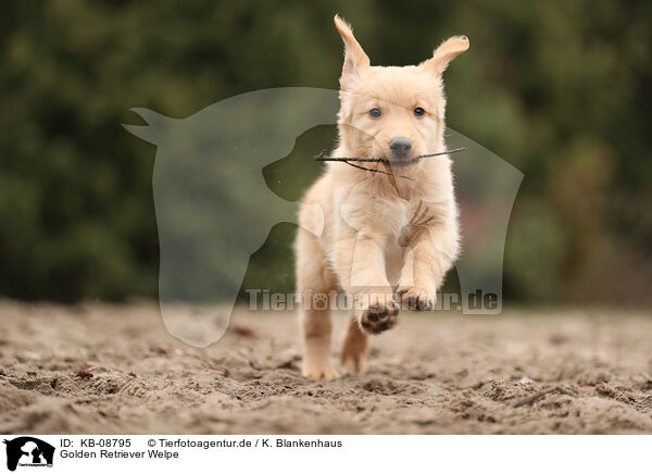 Golden Retriever Welpe / Golden Retriever Puppy / KB-08795