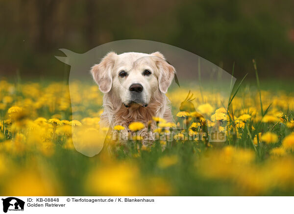 Golden Retriever / Golden Retriever / KB-08848