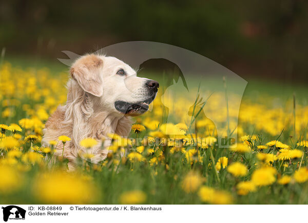 Golden Retriever / Golden Retriever / KB-08849