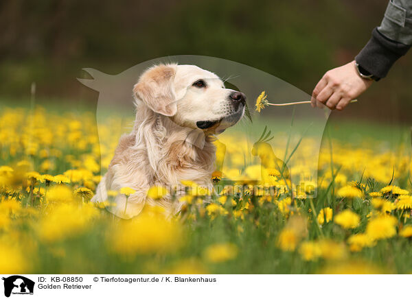 Golden Retriever / Golden Retriever / KB-08850