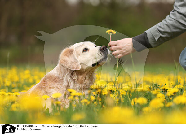 Golden Retriever / Golden Retriever / KB-08852