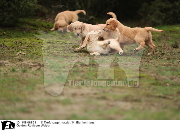 Golden Retriever Welpen / Golden Retriever Puppies / KB-08891