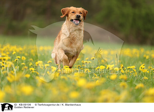 Golden Retriever / Golden Retriever / KB-09106