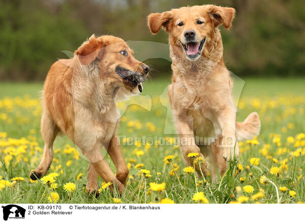 2 Golden Retriever / KB-09170