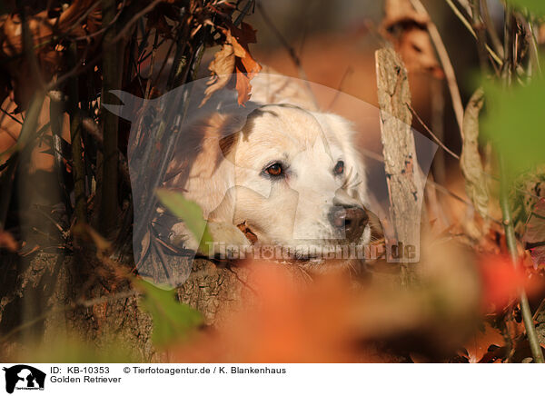 Golden Retriever / Golden Retriever / KB-10353