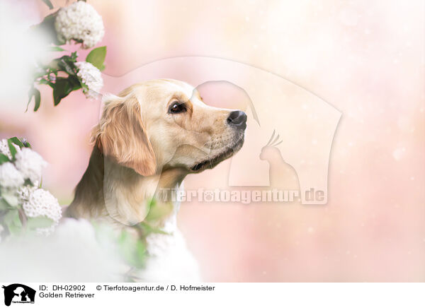 Golden Retriever / Golden Retriever / DH-02902