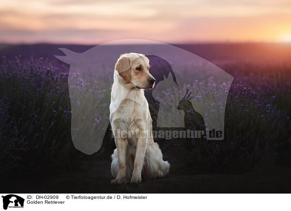 Golden Retriever / Golden Retriever / DH-02909