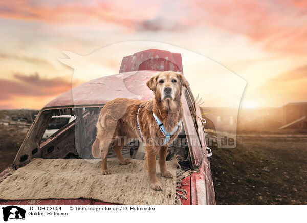 Golden Retriever / Golden Retriever / DH-02954