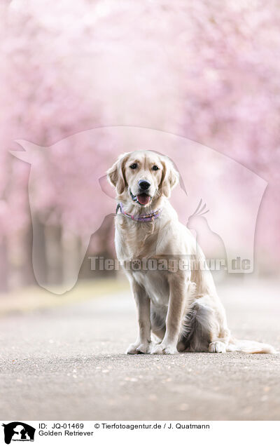 Golden Retriever / Golden Retriever / JQ-01469
