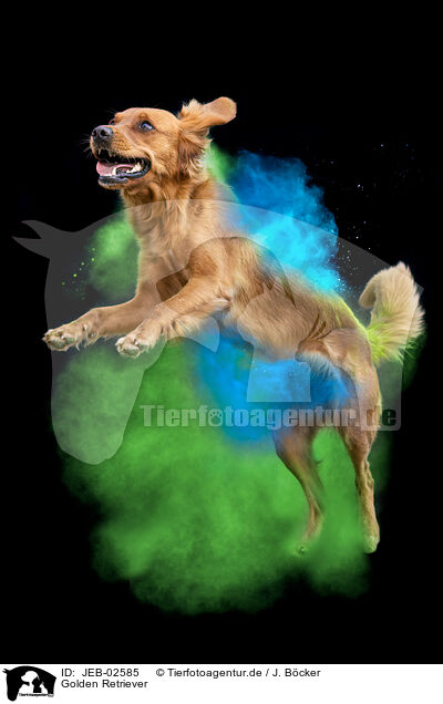 Golden Retriever / JEB-02585