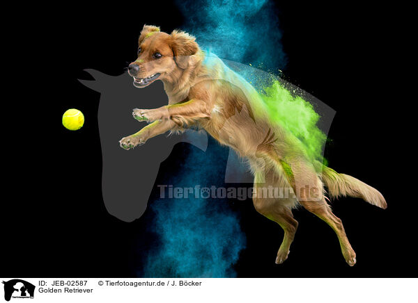 Golden Retriever / JEB-02587