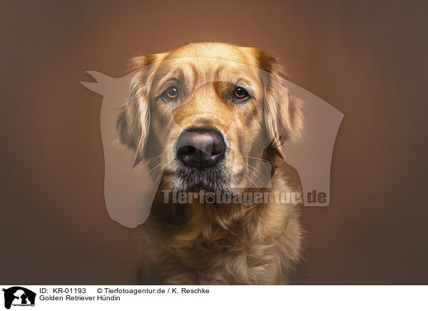 Golden Retriever Hndin / female Golden Retriever / KR-01193