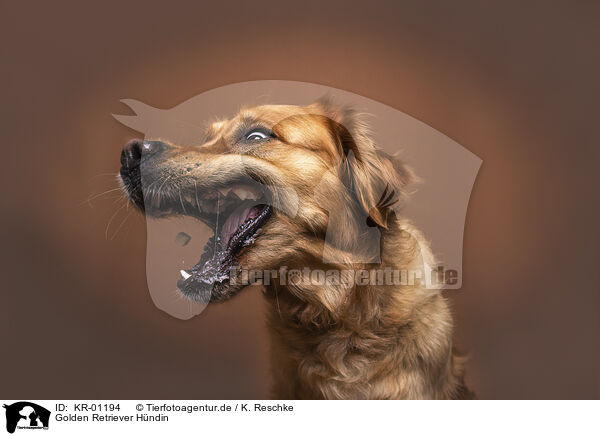 Golden Retriever Hndin / KR-01194