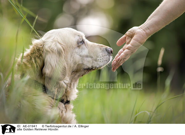 alte Golden Retriever Hndin / old female Golden Retriever / AE-01941