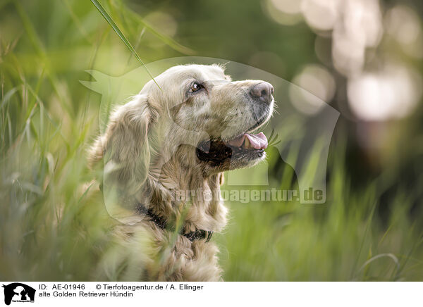 alte Golden Retriever Hndin / AE-01946