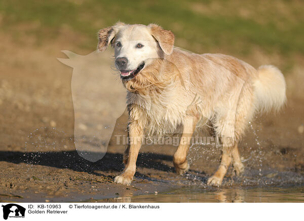 Golden Retriever / Golden Retriever / KB-10963