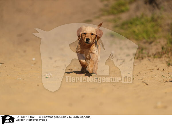 Golden Retriever Welpe / Golden Retriever Puppy / KB-11452