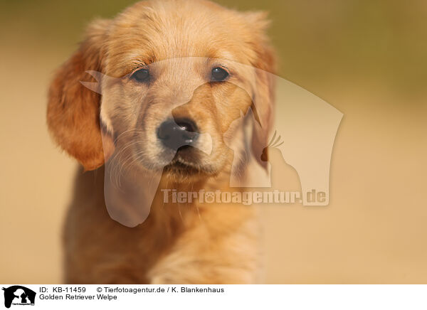 Golden Retriever Welpe / Golden Retriever Puppy / KB-11459
