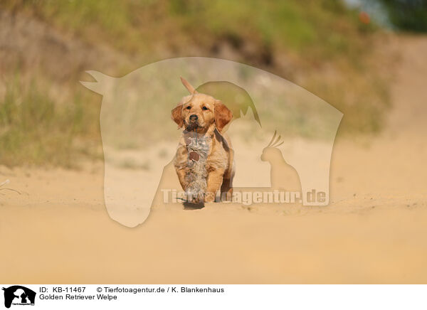 Golden Retriever Welpe / Golden Retriever Puppy / KB-11467