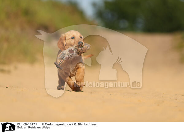 Golden Retriever Welpe / KB-11471