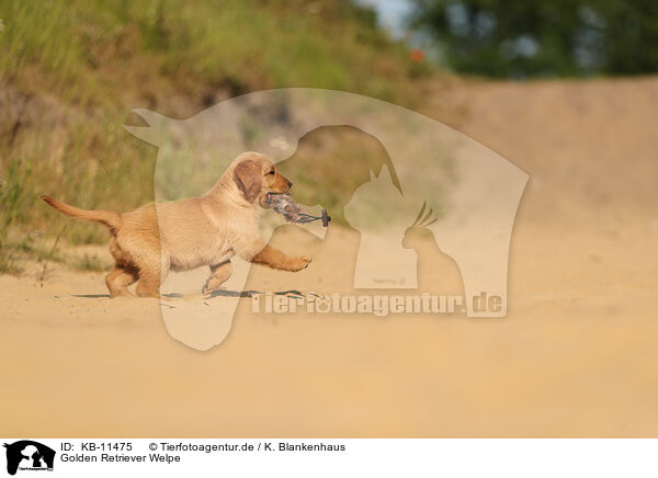 Golden Retriever Welpe / KB-11475