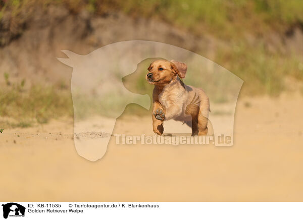 Golden Retriever Welpe / Golden Retriever Puppy / KB-11535