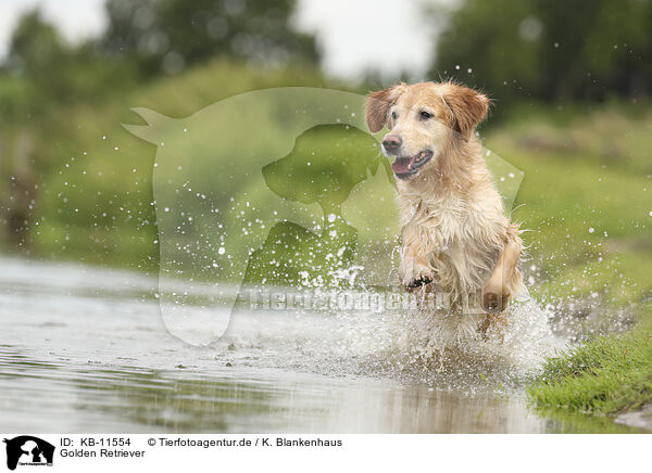Golden Retriever / Golden Retriever / KB-11554