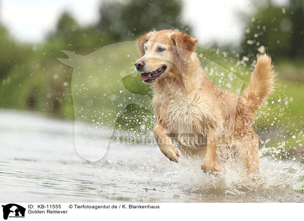 Golden Retriever / Golden Retriever / KB-11555