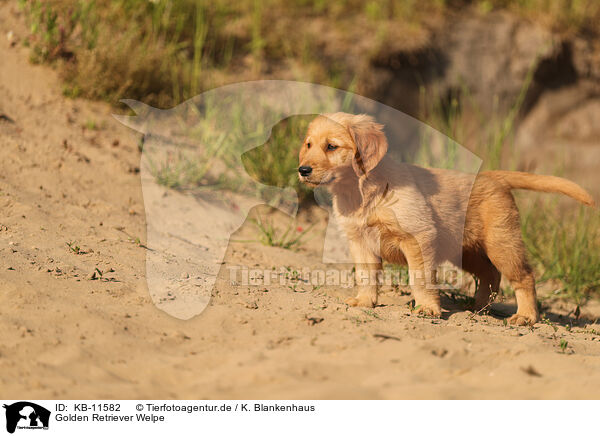 Golden Retriever Welpe / Golden Retriever Puppy / KB-11582