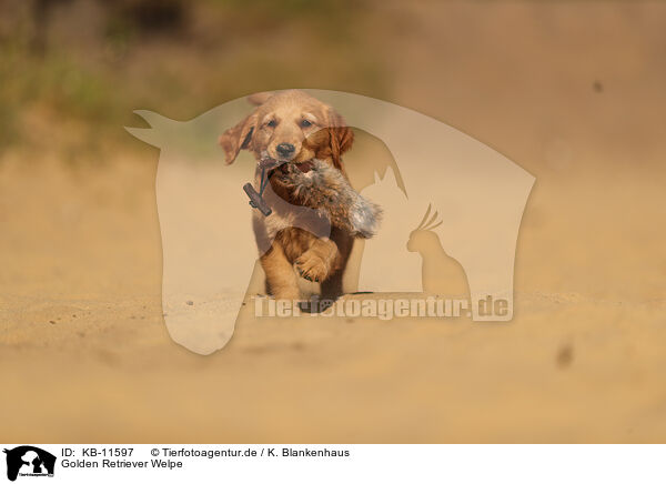 Golden Retriever Welpe / Golden Retriever Puppy / KB-11597