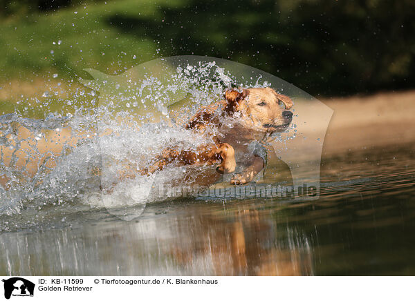 Golden Retriever / Golden Retriever / KB-11599