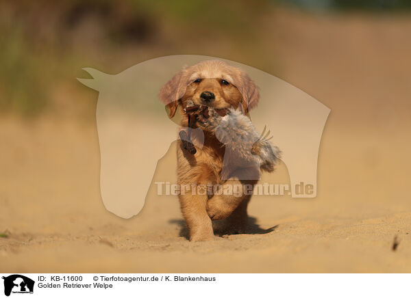 Golden Retriever Welpe / Golden Retriever Puppy / KB-11600