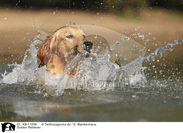 Golden Retriever / Golden Retriever / KB-11606