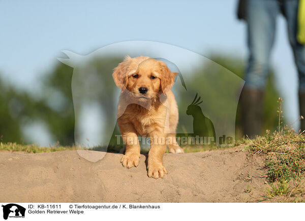 Golden Retriever Welpe / Golden Retriever Puppy / KB-11611