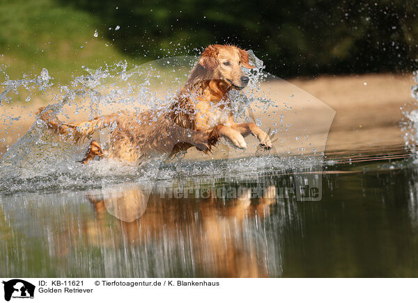 Golden Retriever / Golden Retriever / KB-11621
