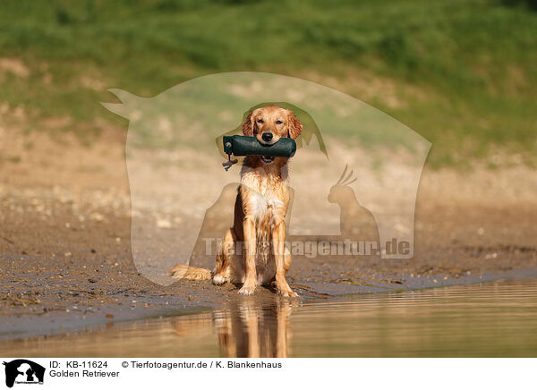 Golden Retriever / Golden Retriever / KB-11624