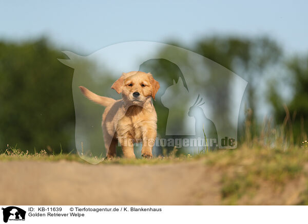 Golden Retriever Welpe / Golden Retriever Puppy / KB-11639